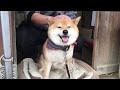雷が怖くて牧羊犬のように飼い主を小屋に追い込みナデナデさせる柴犬 When thunder strikes, Shibe drives his owner into the shed.
