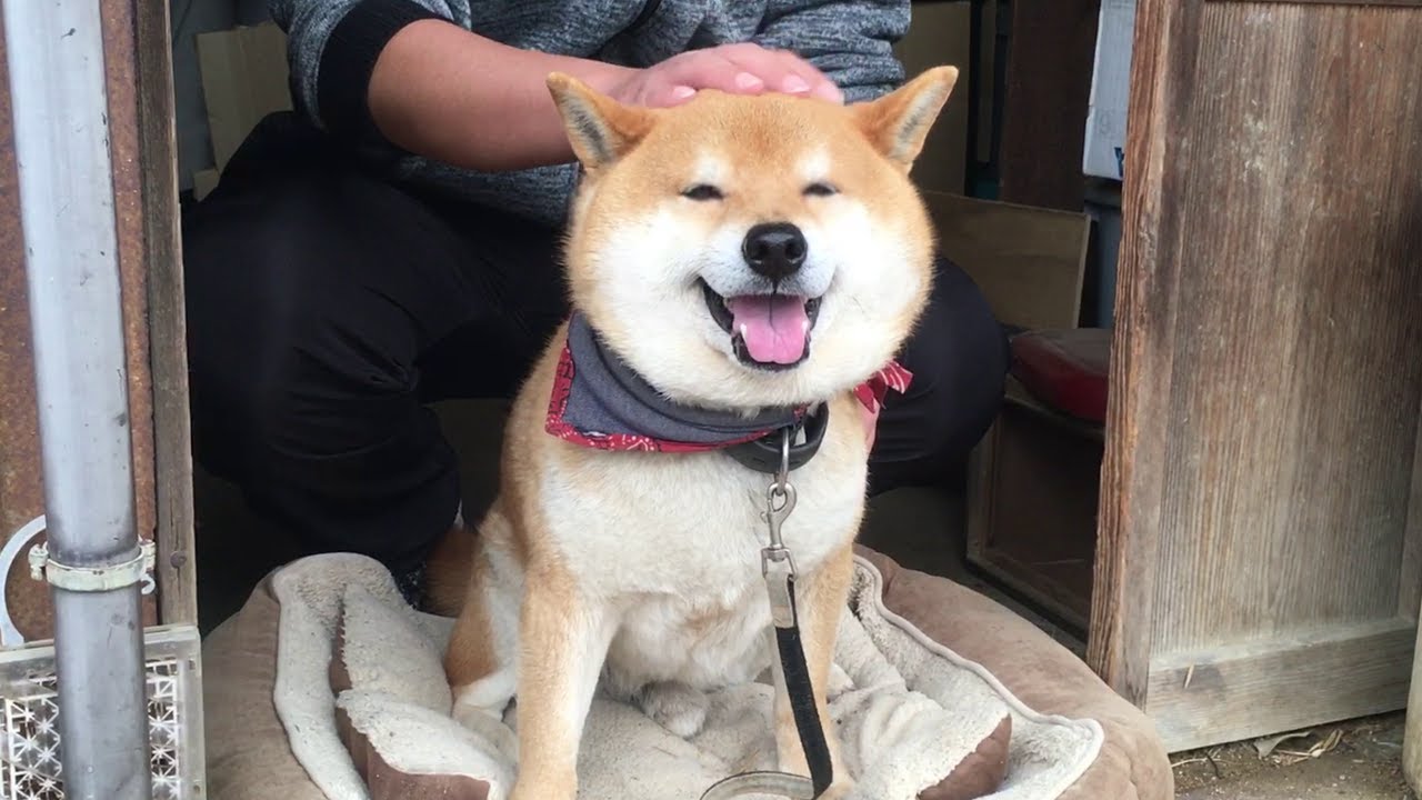 雷が怖くて牧羊犬のように飼い主を小屋に追い込みナデナデさせる柴犬 When thunder strikes, Shibe drives his owner into the shed.