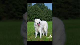 Top 10 Best livestock Guardian dogs #dogbreed #dogbreeds #dogs #viral #facts