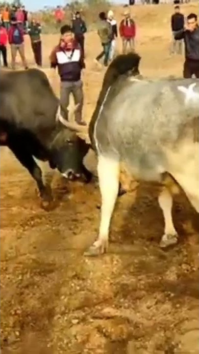 khali vs syang @bull fight in East jaintia