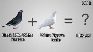 Pigeon Cross Breeding Result | Sk pigeon | No2