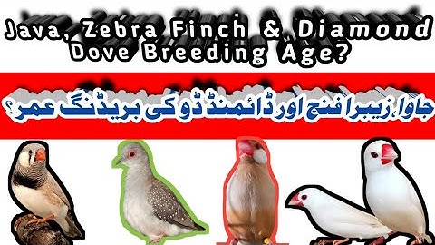 Breeding Age of Birds | Zebra Finches | Diamond Dove | Java Bird | Mini Zoo