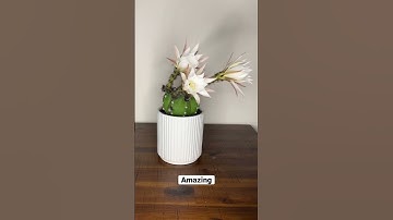 Amazing 3 days time lapse in 6 seconds 🤩 #cactus #flowers #timelapses