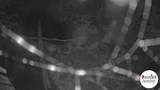 Preview of stream Tiger Cam 1