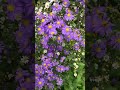 Instead of Mums, Try These Native ASTERS! #symphyotrichum