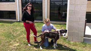 Spotsy Shelter Spotlight: Gilligan & Luke