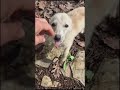 Lucky İle İlk buluşma (Part 1) #puppy