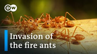 Red fire ants invade Italy: Are they a threat in Europe? | Focus on Europe