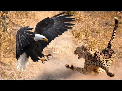 The Most Amazing Eagle Attacks Ever Caught on Camera