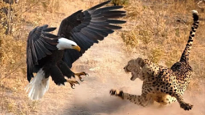 The Most Amazing Eagle Attacks Ever Caught on Camera - DayDayNews