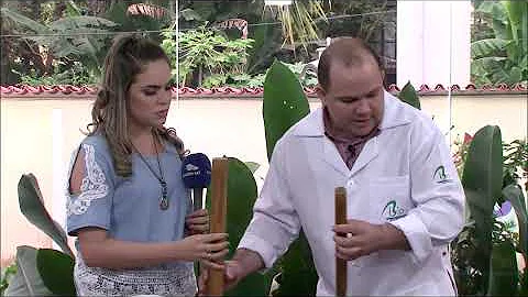 Como é realizada a bambuterapia?
