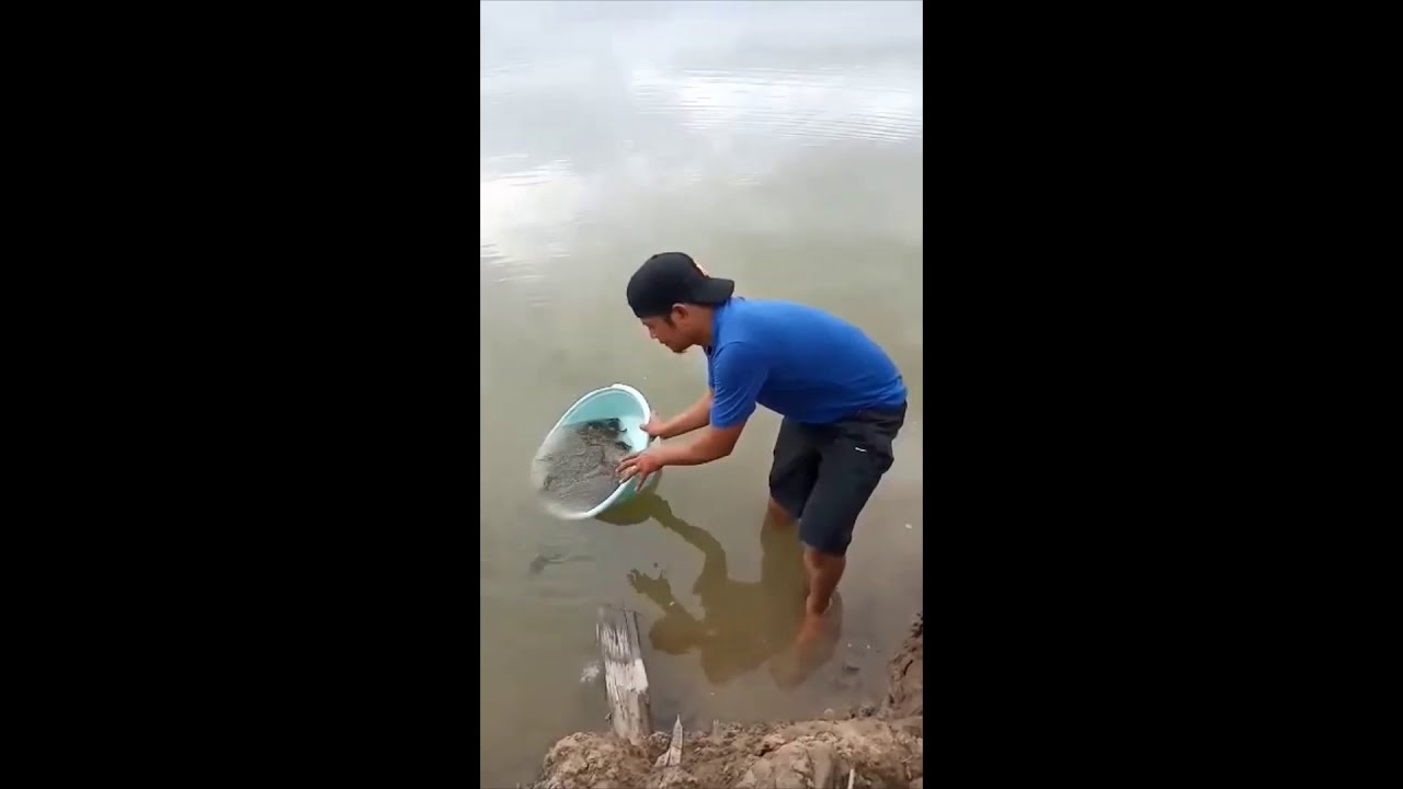 How to raise Mud Crabs in a fish pond