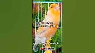 FULL CUIT-CUIT EMOSI❗ KENARI PAUD MATERI MEWAH #kenari #kenarigacor #canary