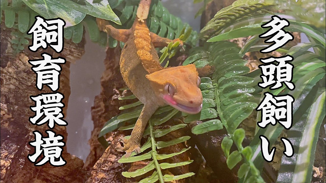 クレステッドゲッコーを多頭飼いしたい 飼育環境をリニューアル Youtube クレステッドゲッコーを多頭飼いしたい 飼育環境をリニューアル Youtube