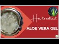 How to extract aloe vera gel from aloe vera leaf