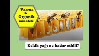 Varroa mücadelesinde kekik yağı karışımı nasıl hazırlanır?