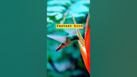 Hummingbird 🐦 world smallest #shorts #facts #birds #youmustknow #new #how #birds #shortvideo #viral
