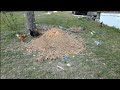 Oak tree ant nest casting part 2-  The excavation and reveal