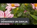 Dmarrer un dahlia en pot  pas  pas pour planter un dahlia