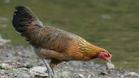 tiếng gà mái rừng mới nhất 👍 Suab poj qaib seev zoo heev dib tuaj zoo heev 100✓