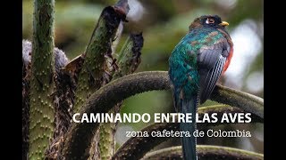 Caminando entre las aves, zona cafetera de Colombia