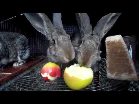 Яблоня лесная описание (растения полезные и ядовитые для кроликов).