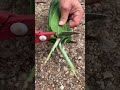 Bamboo Leaf Cutting Process #shorts #craft #woodworking