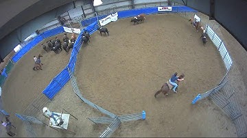 Big Sky Ranch Sorting Saddle Series Finals - #7 HC - Round #2 - Ride #8