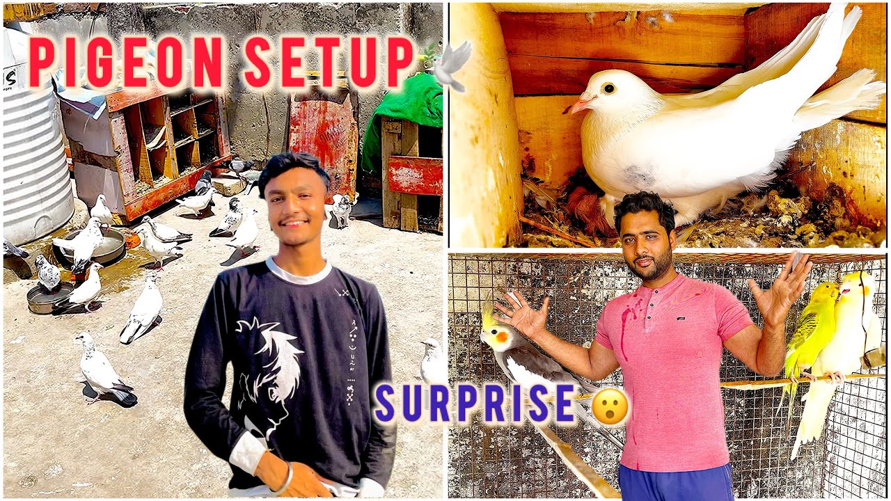 Kafi time 🕰️ ke bad pigeon 🕊️setup pr Surprise😲 mila 🥰 // #pets