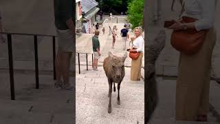 Nara Park Deer In Japan