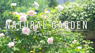 《ナチュラルガーデン》宿根草とバラでナチュラルさと華やかさを演出した庭づくり《T's Gardenのガーデニング》