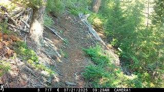 Sharp shinned hawk hunting and catching a chipmunk