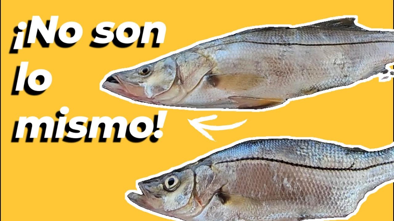 diferencias-entre-robalo-y-paleta-youtube