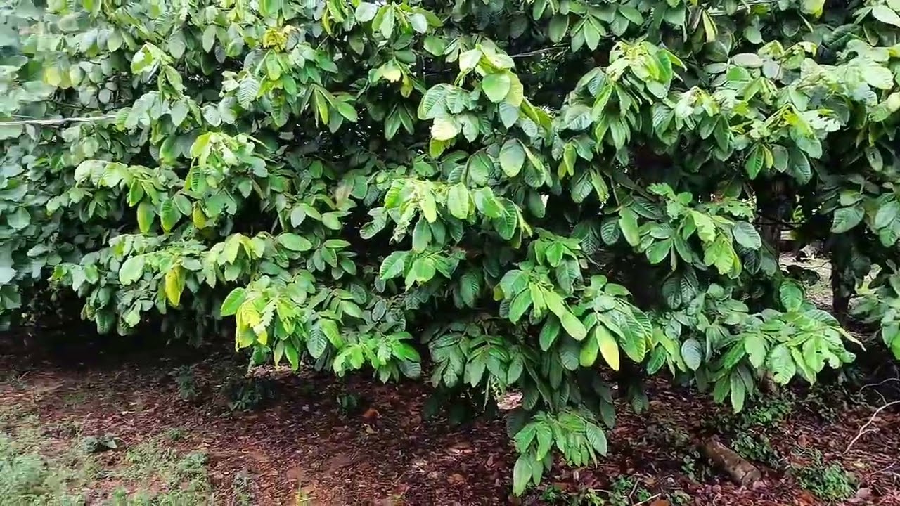 Vôo exploratório com o Drone NEO. 