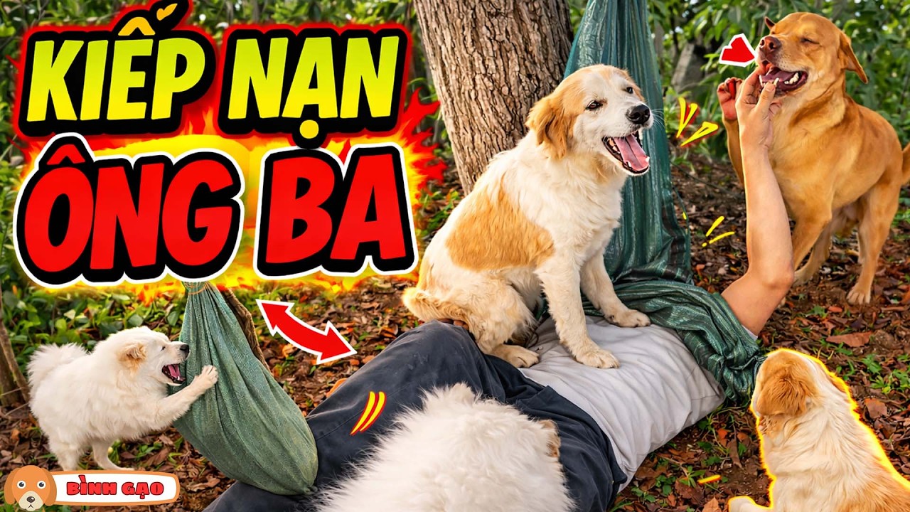 Ông Ba Gặp Kiếp Nạn Và Cách Giải Cứu Bất Ngờ Của Gạo - Bình Gạo