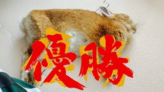 あの「全日本きもちよさそうに眠るうさぎ選手権」で優勝したい！　No.1315