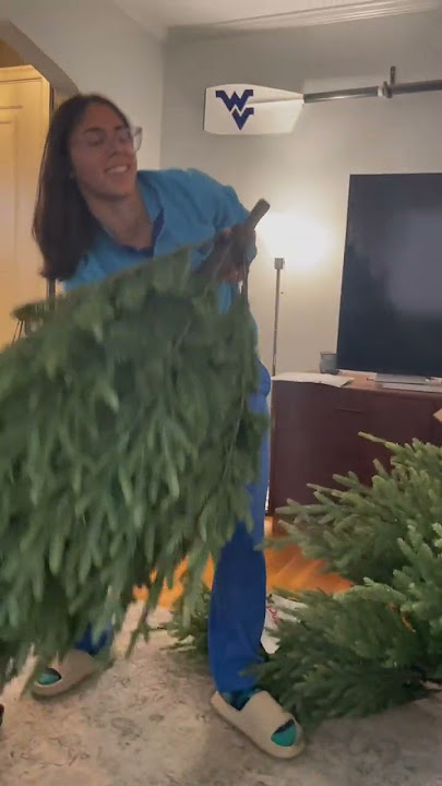 #holidayliving 7.5’ LED Pre-Lit Acadia Spruce Tree Set Up from #lowes