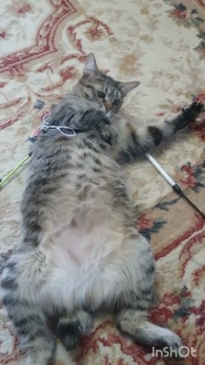 Веселые котики - YouTube