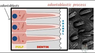 Structure of Dentin