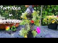 Come far crescere la portulaca in bottiglia | idea creativa per riciclare le bottiglie di plastica