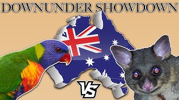 Parrot Vs Possum - Fighting over nesting grounds