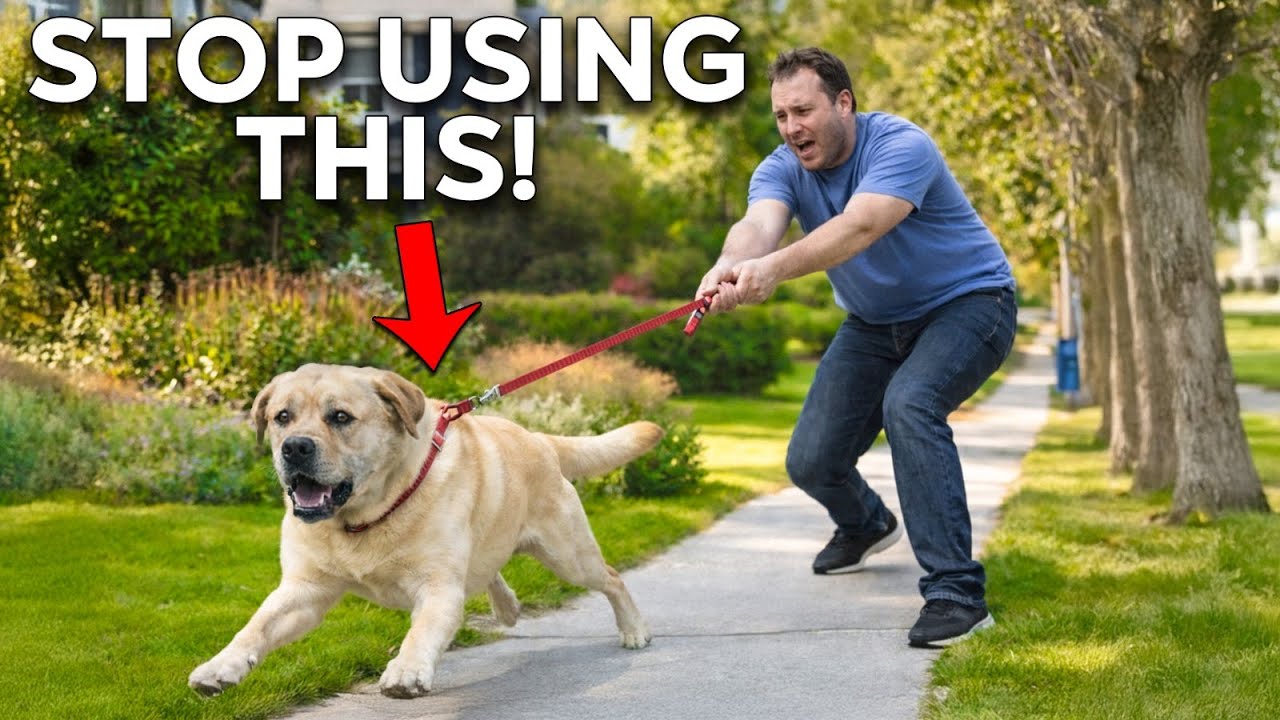 Почему 90% дрессировок агрессивных собак терпят неудачу (реальное решение!)