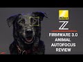 Nikon Z Firmware 3.0 Animal Autofocus Review // Dogs & Wildlife Photography