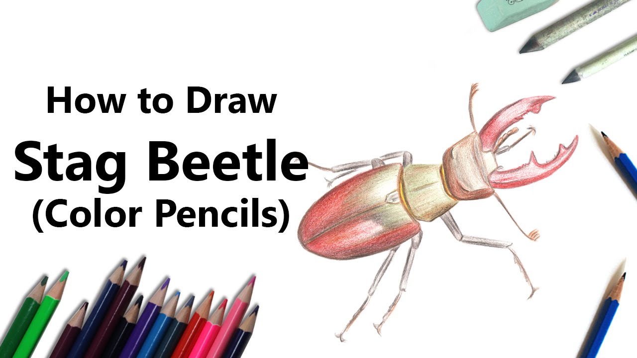 How to Draw a Stag Beetle with Color Pencils [Time Lapse] - YouTube