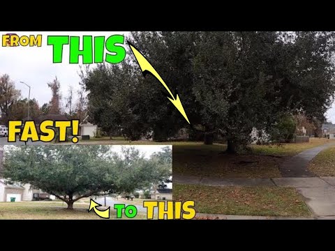 Comment tailler LOW BRANCHES SUSPENDUS