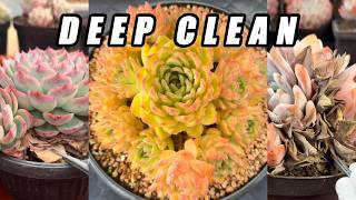 DEEP CLEAN 🌵 Massive Dry Leaf Removal | Colorful Succulent ASMR (No Talking)