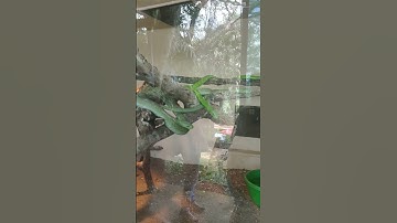 Green Mamba/Burmese Python #snake #shorts #viralvideo #africa