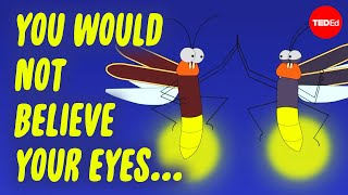 Download Lagu Mood lighting, mating, and murder: The scintillating lives of fireflies - Emily A. Geest MP3 Download Lagu Mood lighting, mating, and murder: The scintillating lives of fireflies - Emily A. Geest MP3