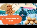 कैसे हिमाचल के किसान आलू से लाखों कमाते है? Potato cultivation in Himachal Pradesh #potato #jhn