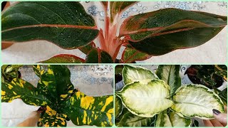 картинка: Срочная пересадка и обработка новичков из посылки🌱Диффенбахия Кул Бьюти🌹Кротон Магнификум🌱Аглаонема